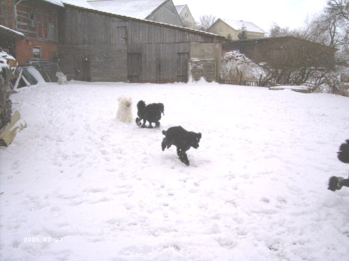 Ahornstreet's im Schnee Winter 2005