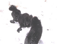 Ahornstreet's im Schnee Winter 2005