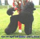 Ahornstreet´s Kimberly DPK-Schau Erfurt 06.04.2003